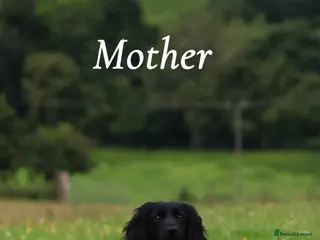 Cocker Spaniel dogs Working cocker spaniel puppy’s - Advert 12