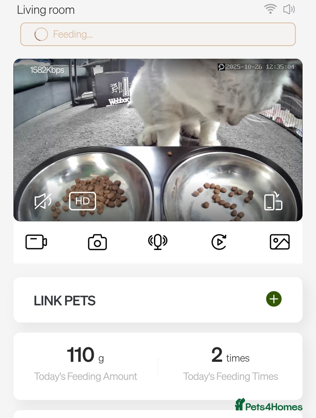 British Shorthair cats for sale: BRITISH SHORTHAIR KITTENS - Advert 8