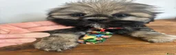 Shih Tzu dogs for sale: Imperial shih tzu  boys ready now reduced price - Advert 3