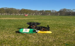 Miniature Pinscher dogs for sale: PURE 100% Miniature Pinscher , KC-reg, DNA tested in Manchester - Image 11