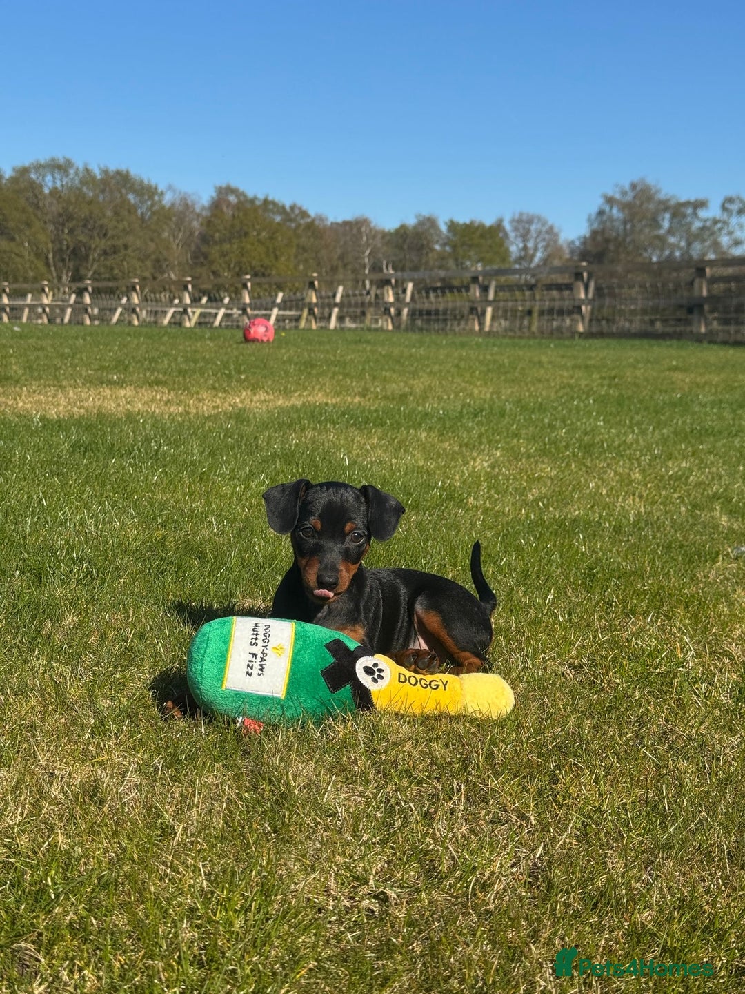 Miniature Pinscher dogs for sale: PURE 100% Miniature Pinscher , KC-reg, DNA tested in Manchester - Image 11