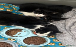 Mixed Breed cats for sale: Various kittens - Image 3