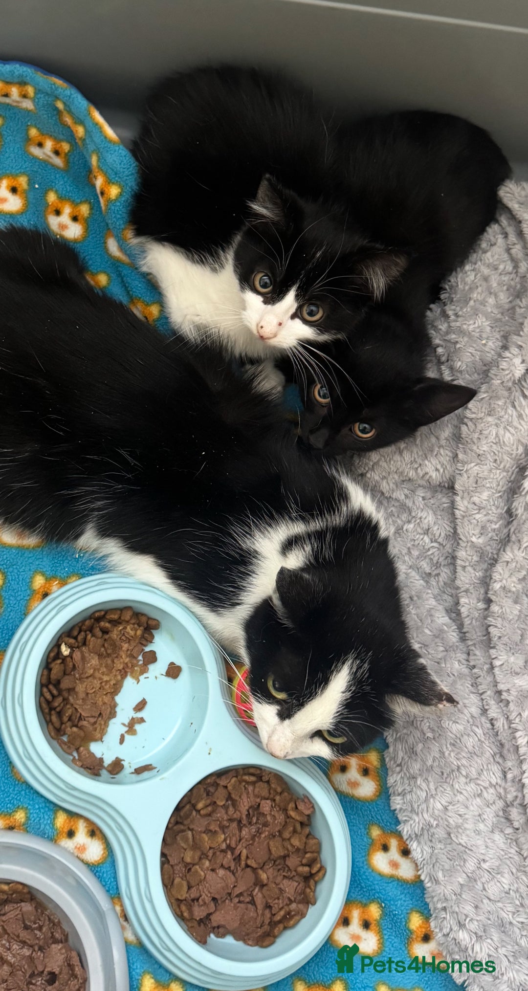 Mixed Breed cats for sale: Various kittens - Image 3