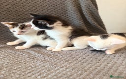 Mixed Breed cats for sale: very friendly kittens looking for a new home - Image 7