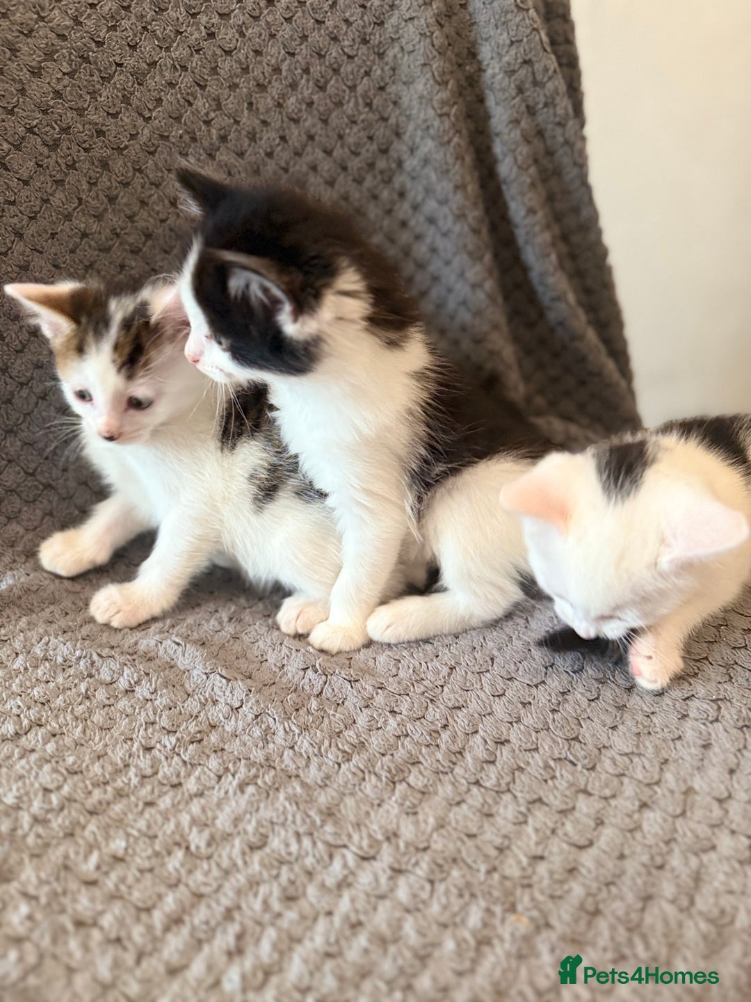 Mixed Breed cats for sale: very friendly kittens looking for a new home - Image 7