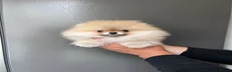 Pomeranian dogs for sale: 🐾Outstanding 🐻KC Registered  - Advert 4