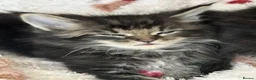 Mixed Breed cats for sale: Siberian cross Maine coon  - Advert 6