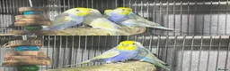 Guinea Pig rodents for sale: Rats and Budgies for sale - Advert 2