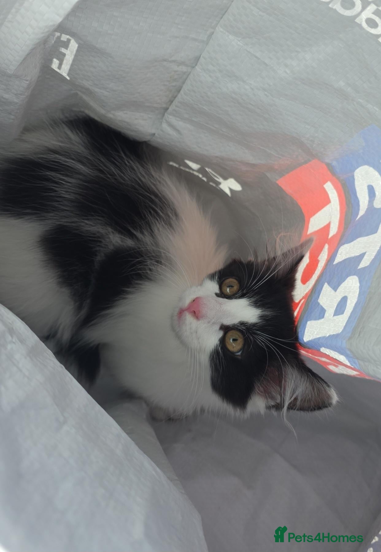 Mixed Breed cats Black and white female kitten - Advert 1