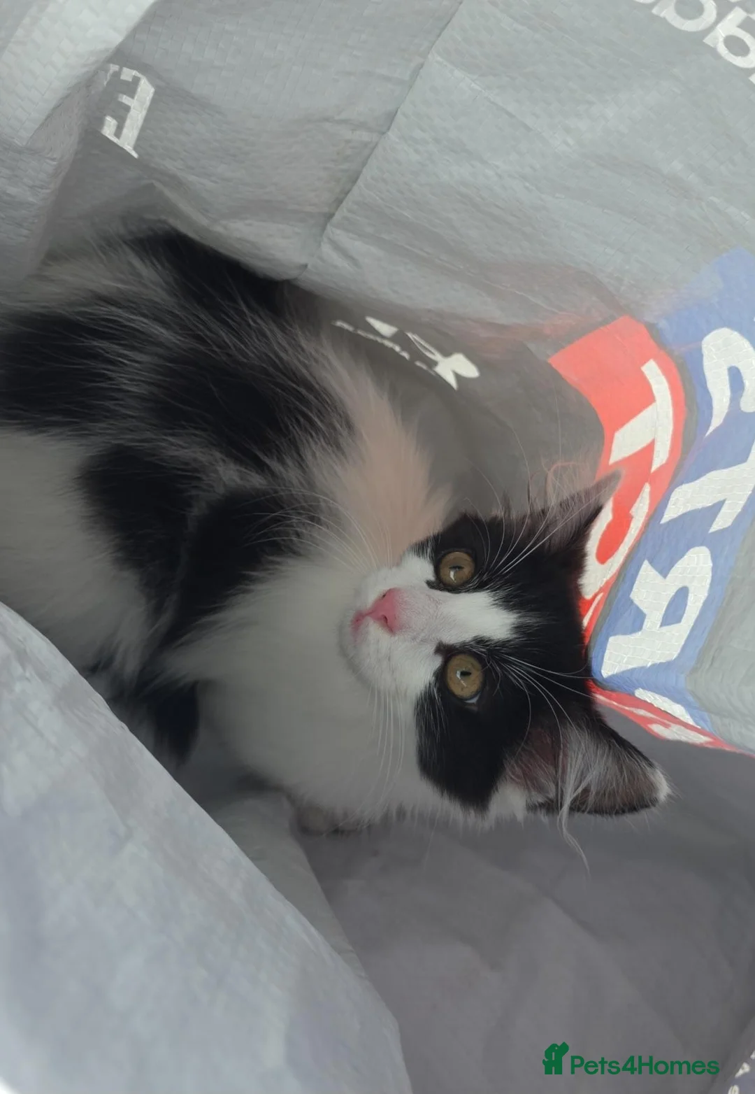Mixed Breed cats for sale: Black and white female kitten in Leicester - Advert 1