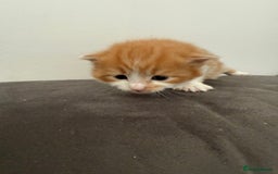 Bengal cats for sale: Mixed Bengal Kittens - Image 8