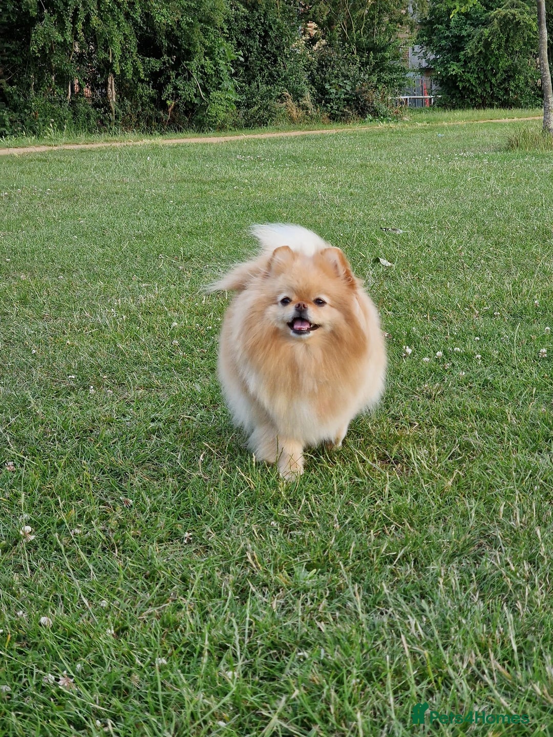 Pomeranian dogs for sale: 🌟 Your new best friend is waiting for you! 🌟 - Advert 4