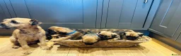 Border Terrier dogs for sale: KC Registered & SLEM Clear Border Terriers - Advert 2