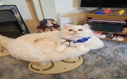 British Longhair cats for sale: Purebred British Longhair Boys-WCF Pedigree - Image 24