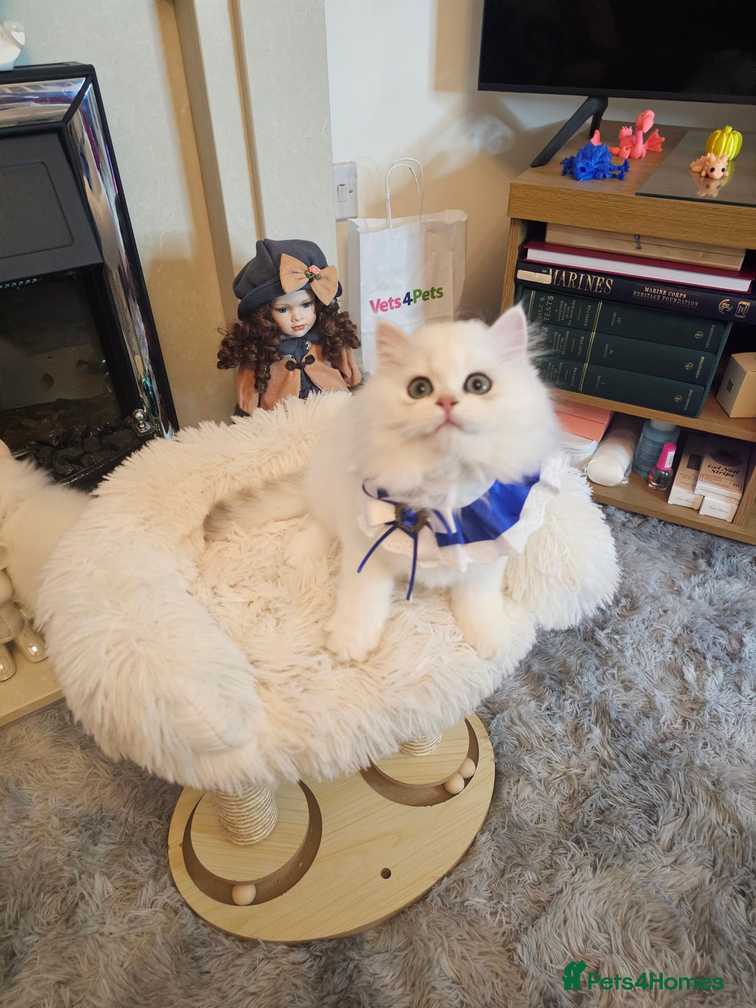 British Longhair cats for sale: Purebred British Longhair Boys-WCF Pedigree - Image 24