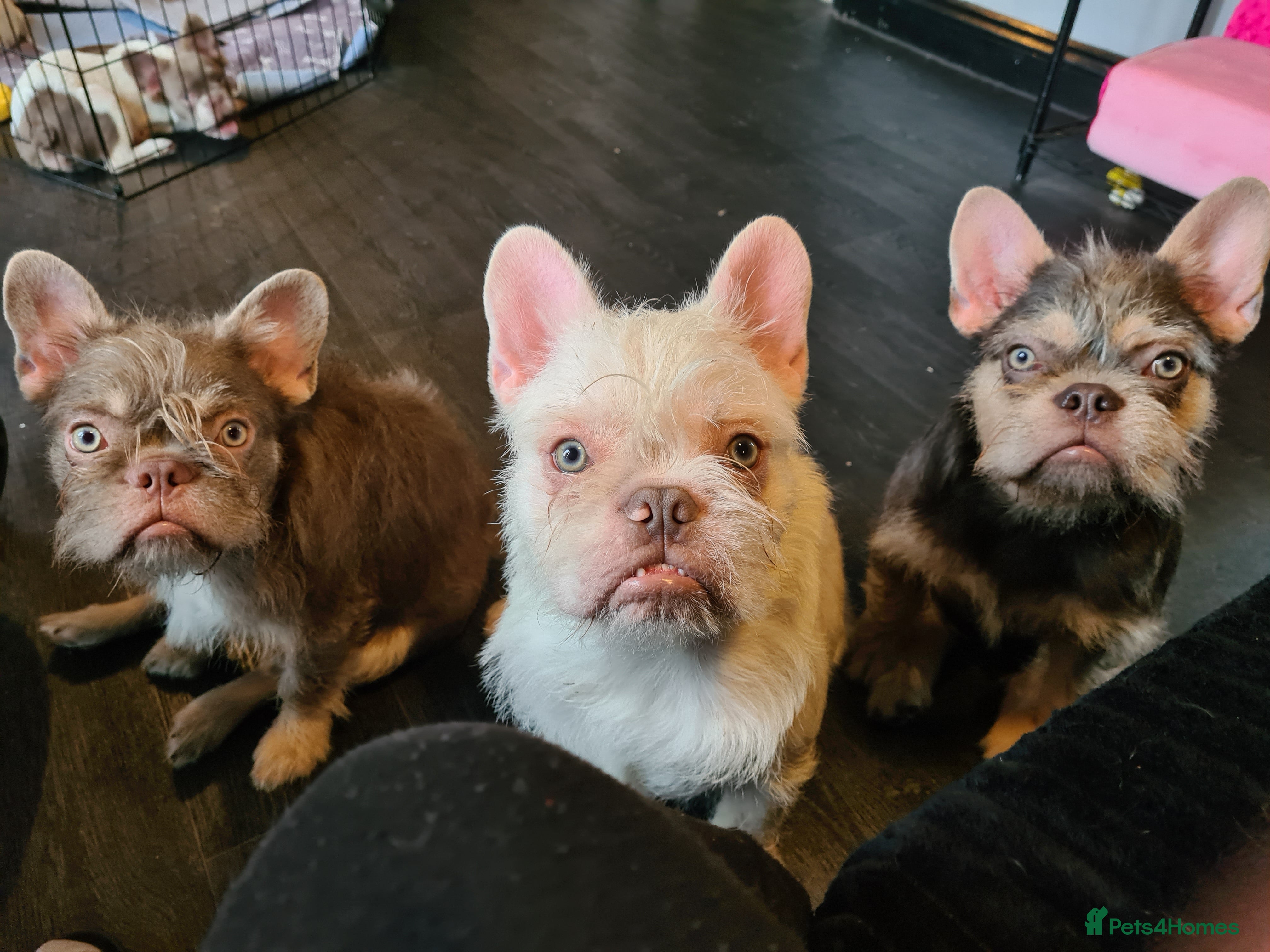 French Bulldog dogs Furnished french bulldog puppies  - Advert 8