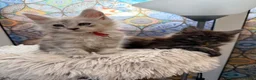 Maine Coon cats for sale: Beautiful high smoked blue & black smoked kittens  - Advert 13
