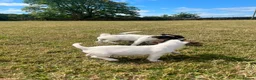 Jack Russell dogs for sale: Gorgeous Jack Russell Puppies  - Advert 29