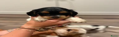 Cocker Spaniel 4