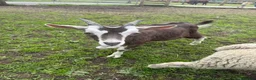 Goats livestock for sale:  Tog X alpine goats - Advert 1