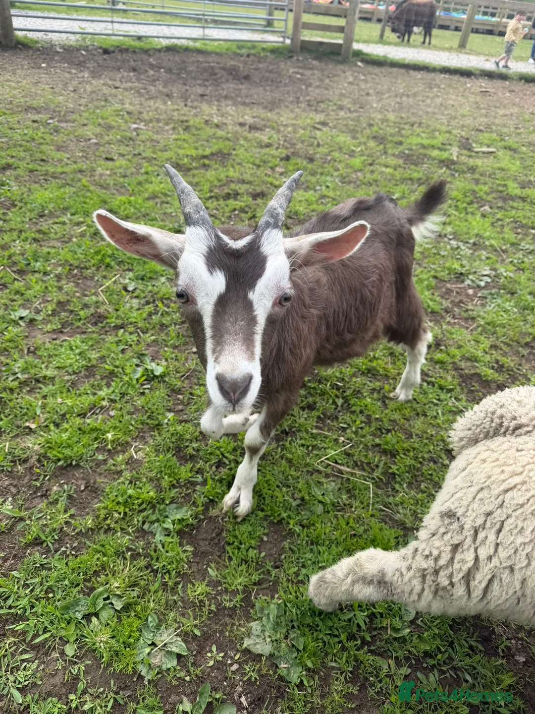 Goats livestock for sale:  Tog X alpine goats - Advert 1