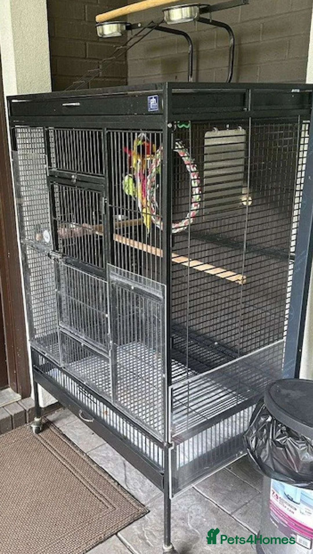 Parrots birds for sale: Premium African Grey Parrots–Family Pets in Colwyn Bay - Advert 7