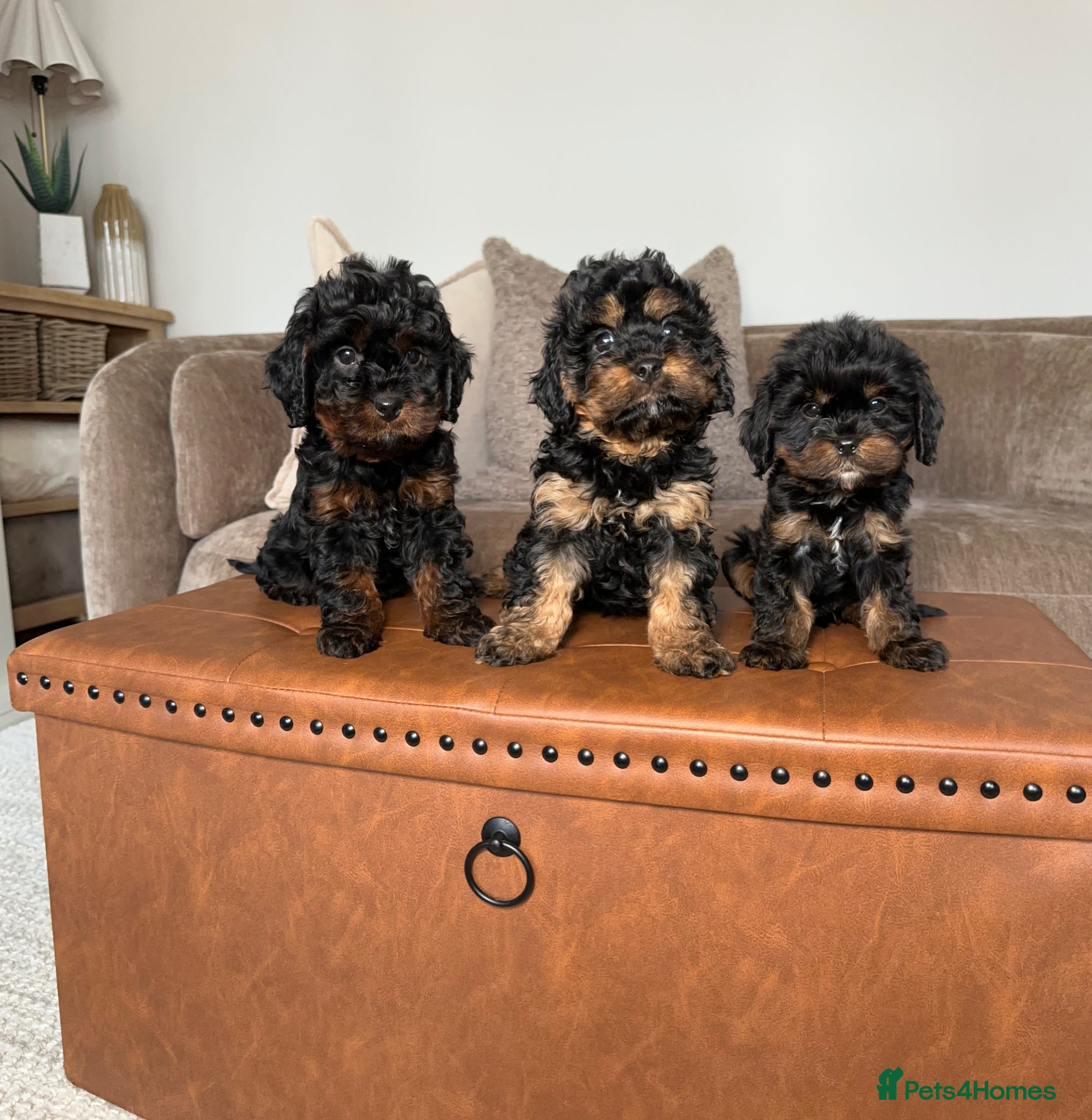 Cavapoo dogs Adorable Cavapoo puppies. Health tested Parent.  - Advert 1