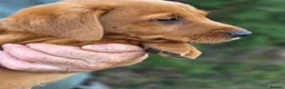 Labrador Retriever dogs for sale: Beautiful yellow/fox red pups with strong heads - Advert 7