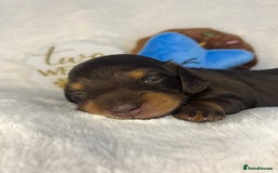 Miniature Dachshund dogs for sale: 🤍🐾🐻 READY TO GO 1ST SEPTEMBER 🐻🐾🤍 - Image 9