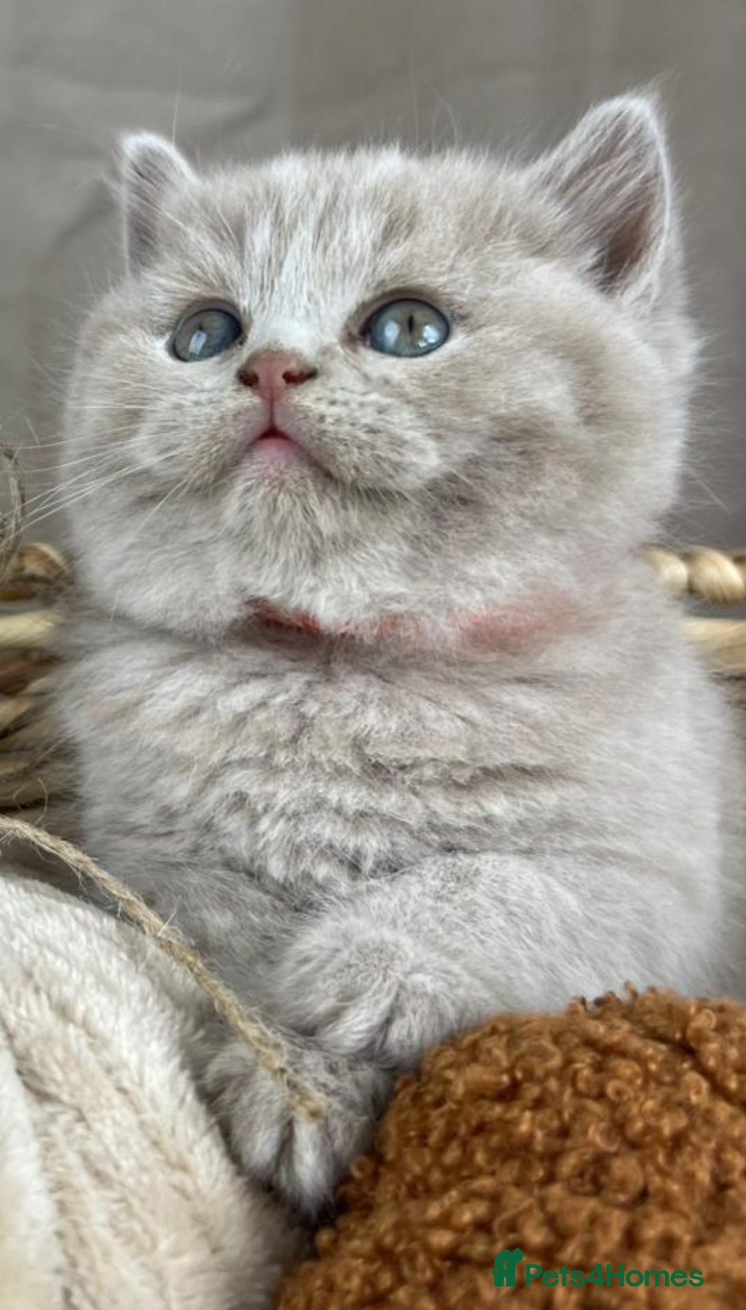 British Shorthair cats for sale: 5 Star - BSH Litter (Two Cinnamon, Fawn & Lilac) - Image 17