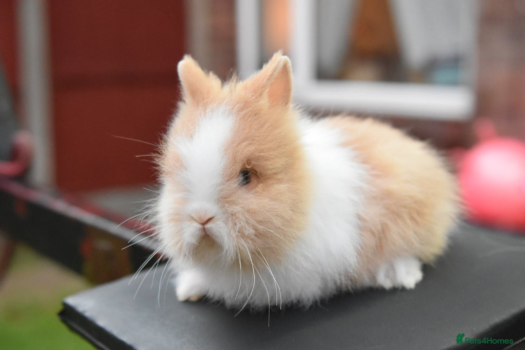 Mixed Breed rabbits for sale: Baby Lionheads Looking For Homes  - Image 5