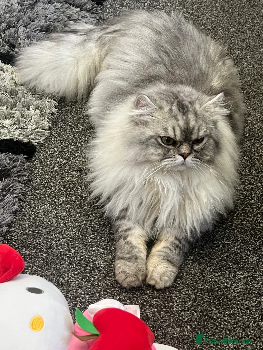 Persian cats for stud: chinchilla Persian proven stud ONLY not for sale  - Advert 10