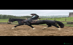 Welsh Section D horses for sale: Ebony - A 148 with huge potential !! - Image 1
