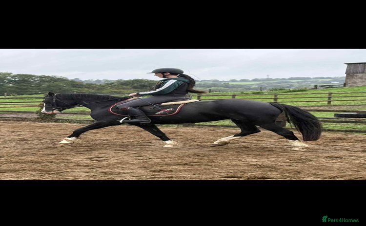 Welsh Section D horses - Advert 2