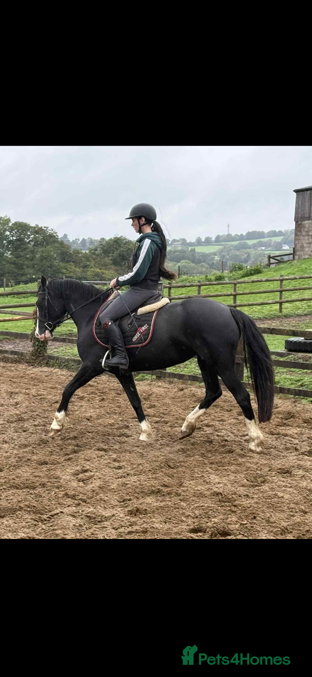 Welsh Section D horses for sale: Ebony - A 148 with huge potential !! - Image 1