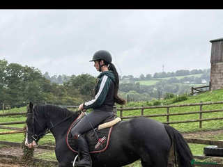 Welsh Section D horses - Advert 1