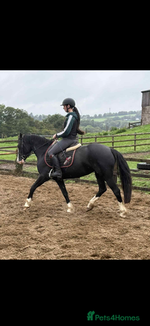 Welsh Section D horses - Advert 1