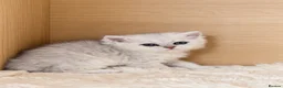 Selkirk Rex cats for sale: Beautiful Selkirk Rex Shorthair Kittens  - Advert 15