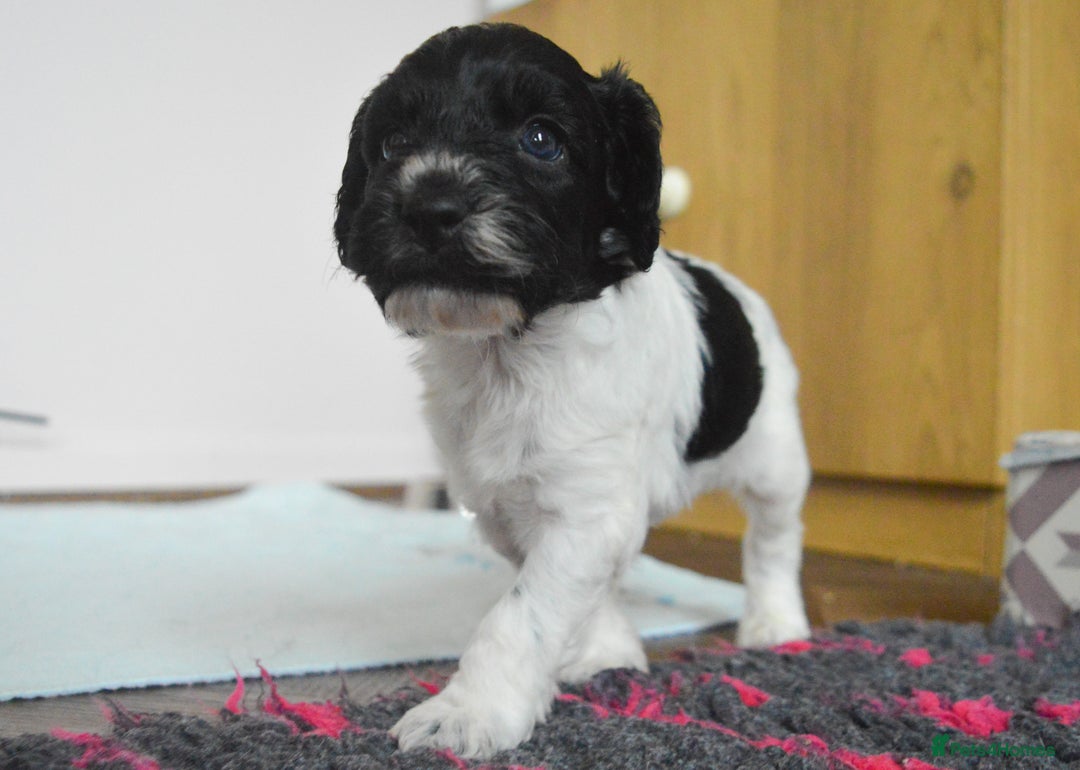 Cockapoo dogs for sale: Bouncy black & white Cockapoo - Image 7