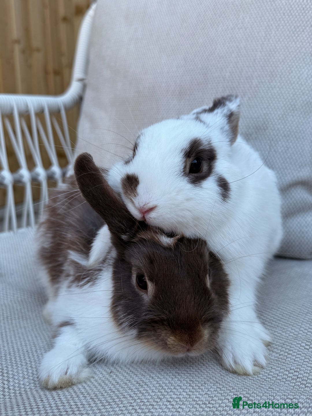 Mixed Breed rabbits for sale: Rabbits  - Advert 1