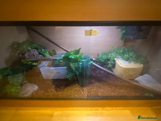 Boa Snake reptiles Red tailed boa + set up - Advert 1