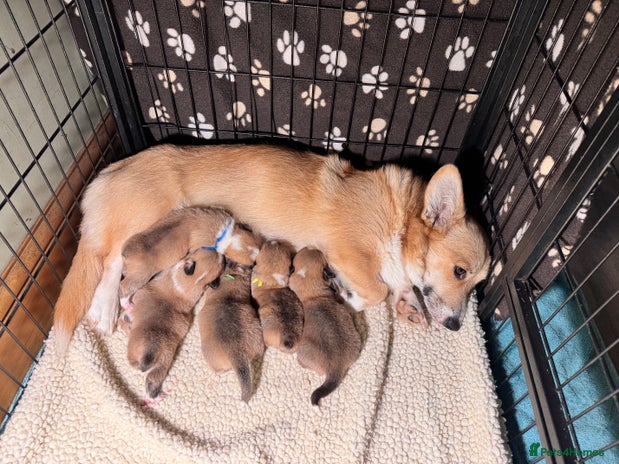 Welsh Corgi Pembroke dogs - Advert 16