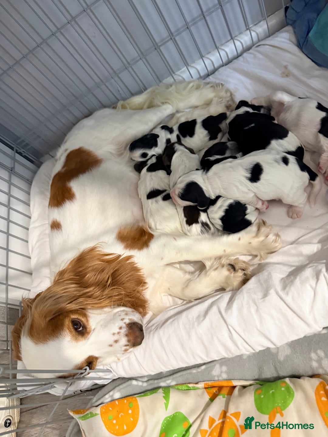 Cocker Spaniel dogs for sale: Beautiful cocker spaniels  - Image 1