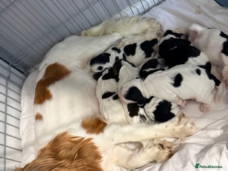 Cocker Spaniel dogs - Advert 33