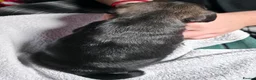 Pug dogs for sale: 5 Fluffy Panda/Black Pug Boys Await Loving Homes in Chester - Advert 25