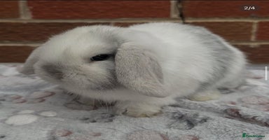 Mini Lop rabbits - Advert 9