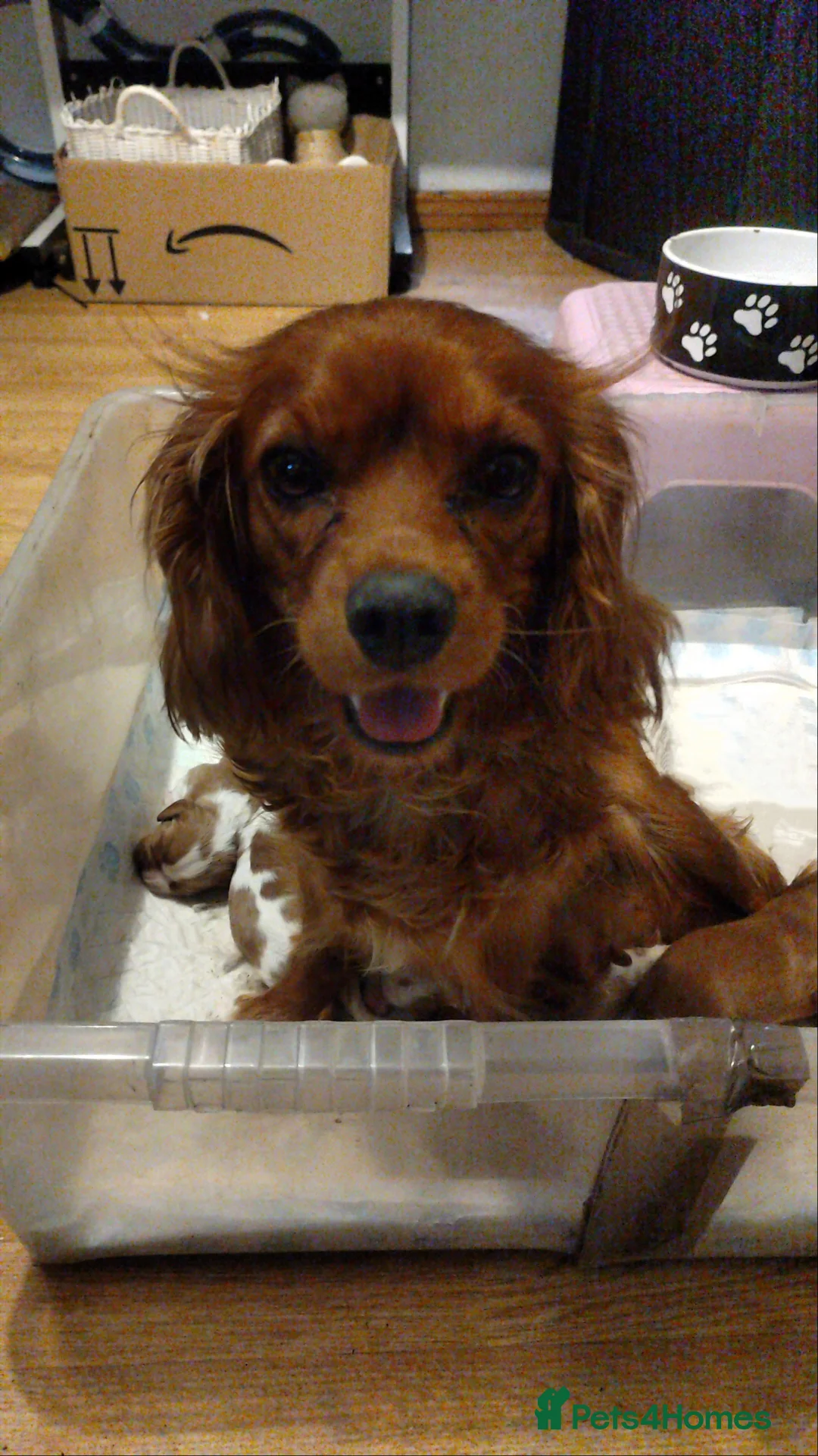 Cavalier King Charles Spaniel dogs for sale: Fully vaccinated and ready now 13 Feb  - Advert 8