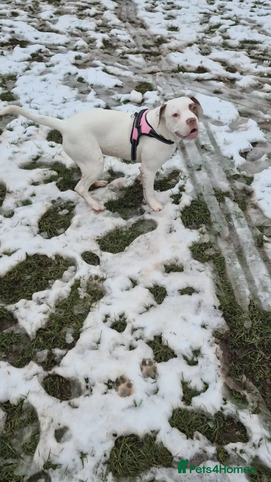 American Bulldog dogs for sale: Female American bulldog - Advert 3