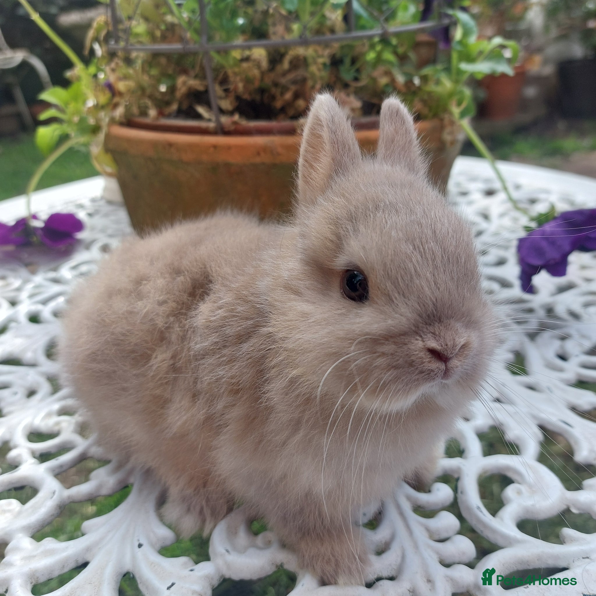 Netherland Dwarf rabbits NEATHERLAND DWARF BABY  - Advert 1