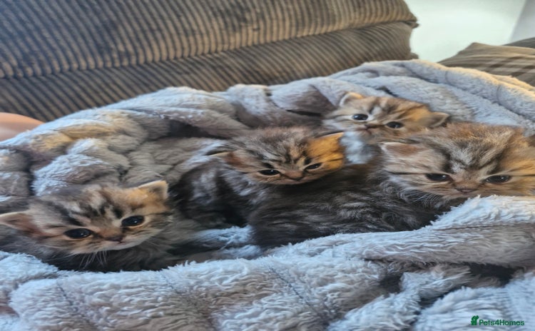 Persian cats - Advert 5
